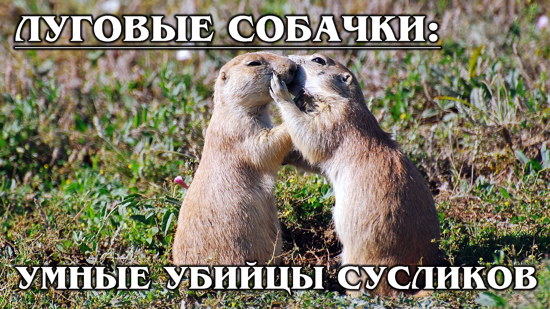 ЛУГОВЫЕ СОБАЧКИ: Социальные белки умеют целоваться и убивать сусликов. Интересные факты про животных