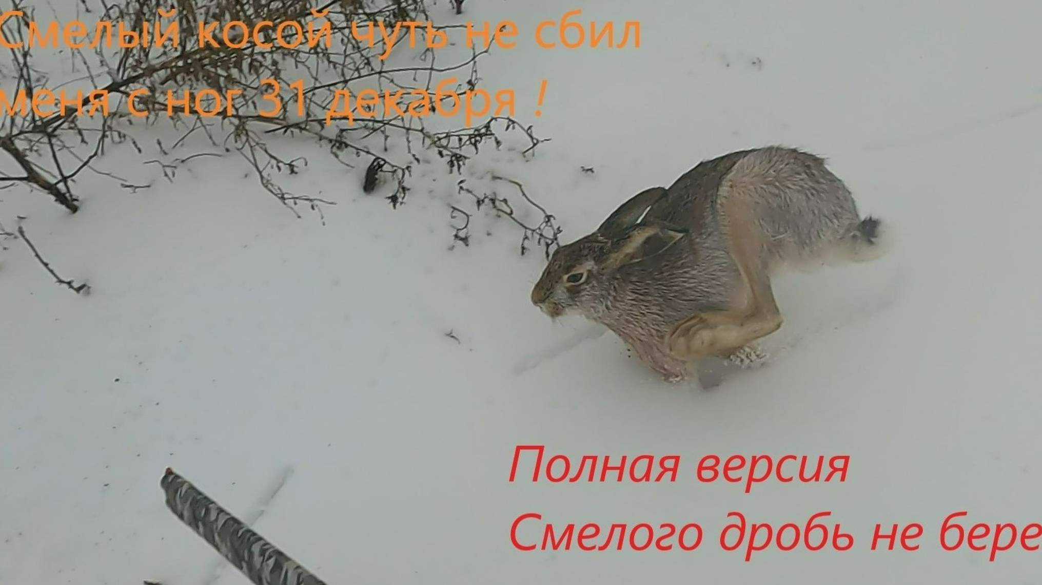 Охота на зайца 31 декабря!
