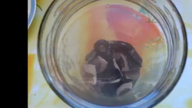 Черный груздь Засолка горячим способом