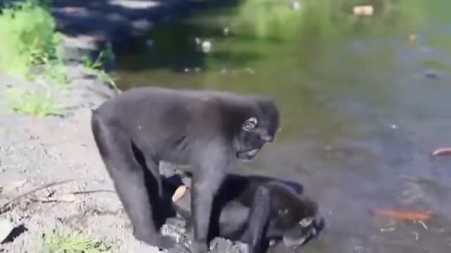 Самые смешные спаривания животных