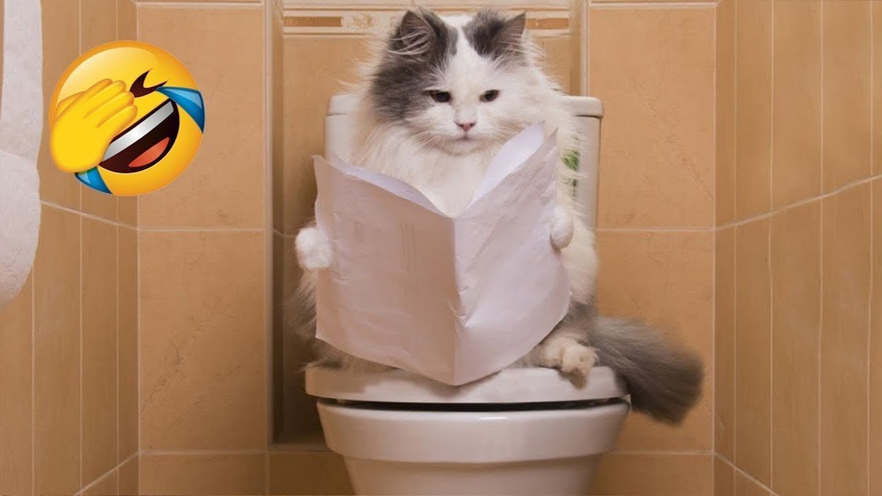 СМЕШНЫЕ ПРИКОЛЫ С КОТАМИ 2023