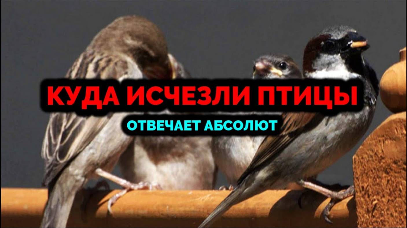 КУДА ИСЧЕЗЛИ ПТИЦЫ: ОТВЕЧАЕТ АБСОЛЮТ