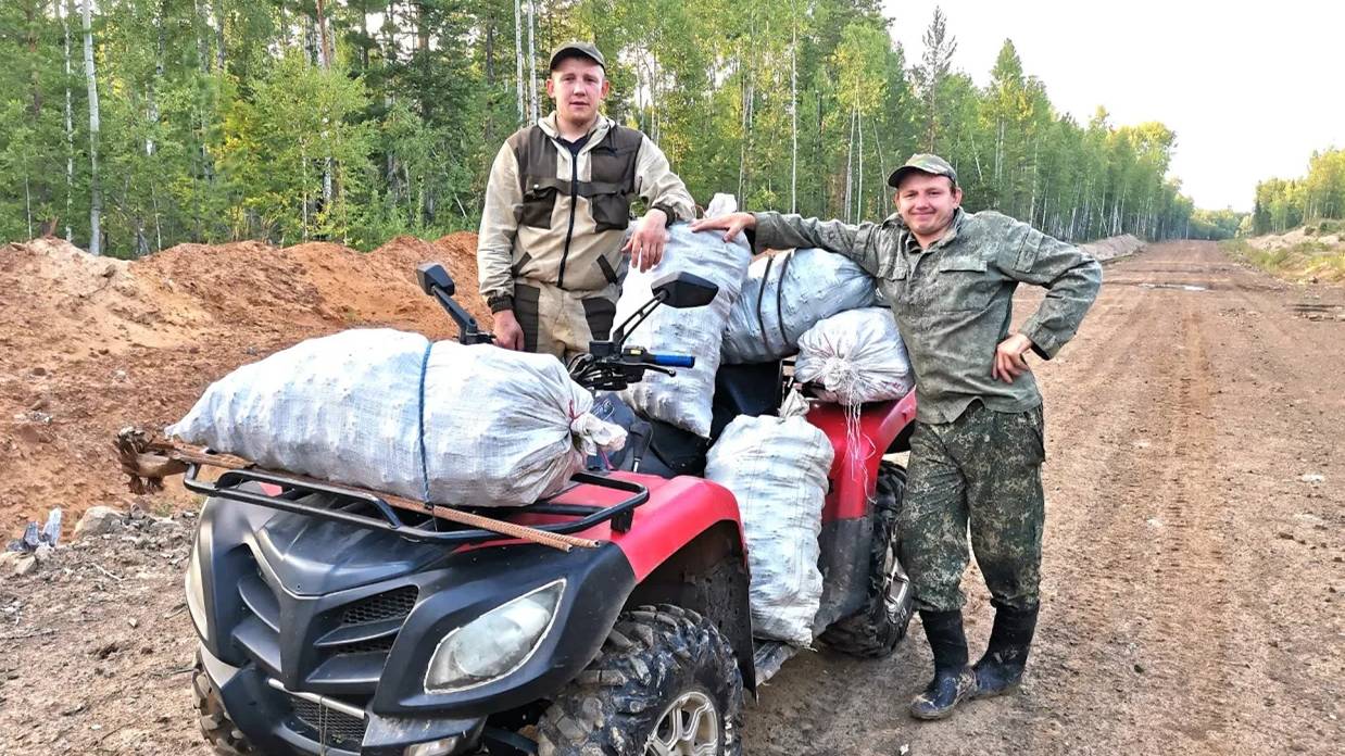 СИБИРСКАЯ ТАЙГА. СБОР КЕДРОВОГО ОРЕХА 2022. ШИШКА ИДЁТ ВАЛОМ.ПЕРЕРАБОТКА ОРЕХА В ДОМАШНИХ УСЛОВИ