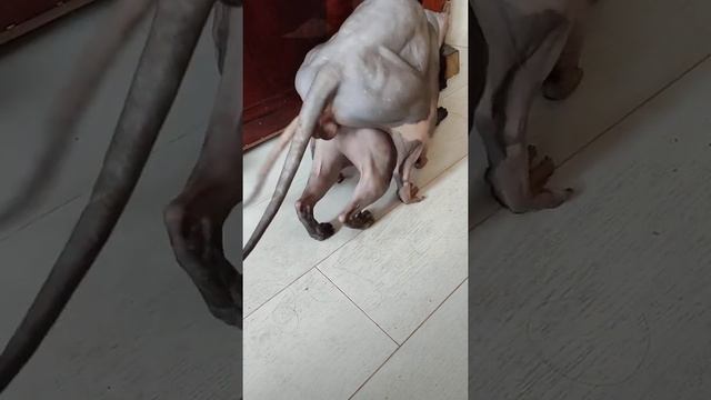 Вязка сфинкса 18+ эльфа Mating of the Canadian Sphynx mating of a cat вязка животных