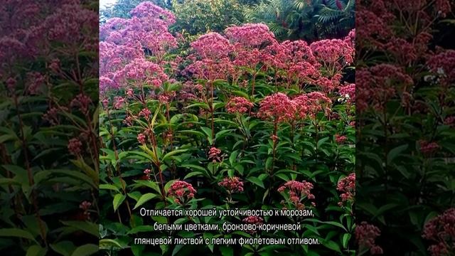 Посконник: посадка и уход в открытом грунте