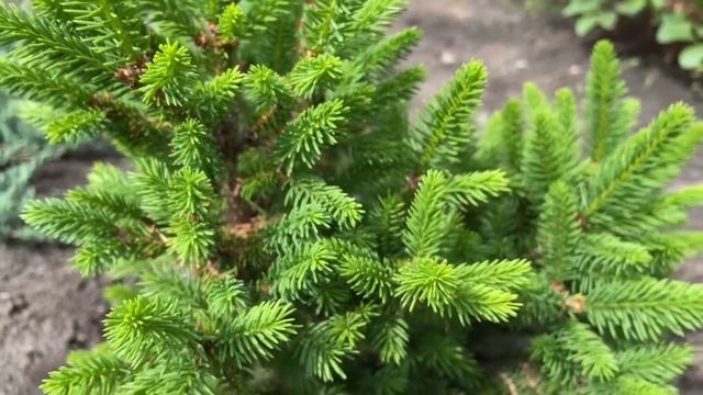 ИЗЮМИНКА сада?Альтернатива Конике?ЕЛЬ Виллс Цверг