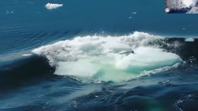Касатка напала на человека. 5 несчастных случаев со смертельным исходом