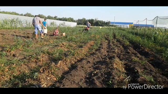 Мотоблок ока,копаем картошку окучником.