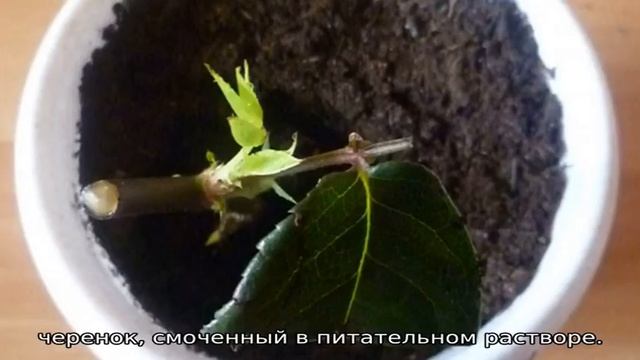 Как укоренить срезанную розу