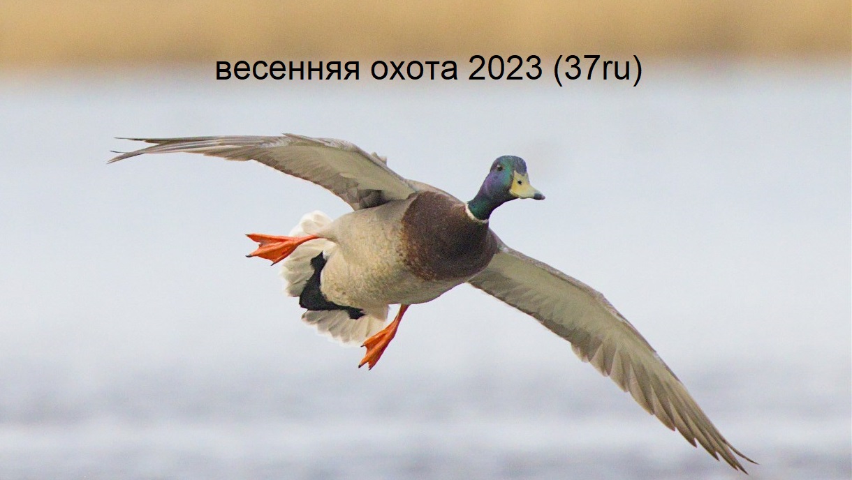 Весенняя охота 2023