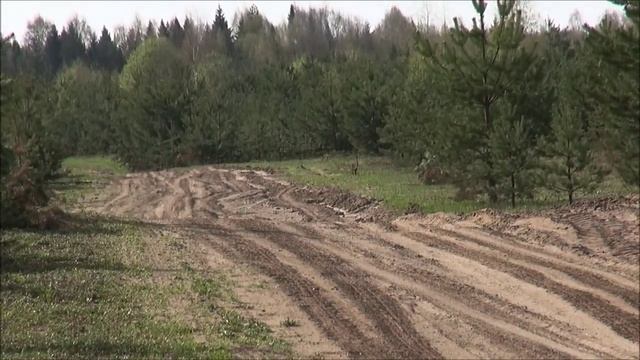Русский гончий Бушуй вл. Медведчиков.