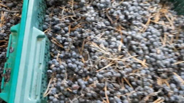 АМУРСКИЙ ВИНОГРАД сорт черный-ЗДОРОВАЯ ЯГОДА, ЕДА ИЗ САДА .