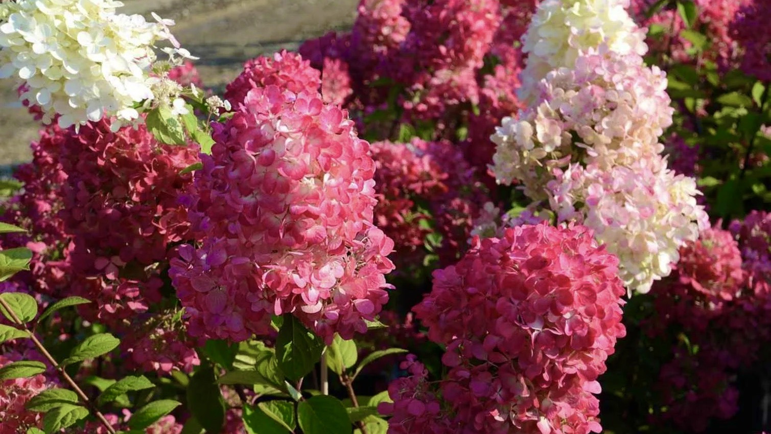 ГОРТЕНЗИИ МЕТЕЛЬЧАТЫЕ. РАННЕЦВЕТУЩИЕ СОРТА. Hydrangea paniculata. Дачный креатив.