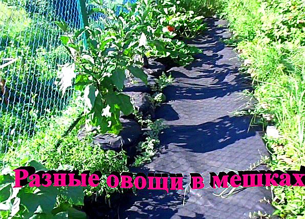 "Овощи" #Огород #Сад #Дача