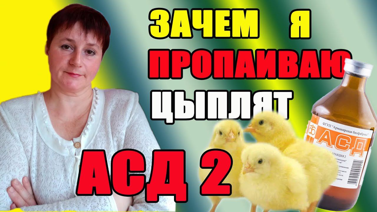 Бройлер РОСС 308 - мой результат инкубации.