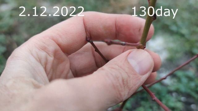 Летняя Прививка Персика черенком /GRAFTING A PEACH WITH THIS YEAR'S BRANCH  summer