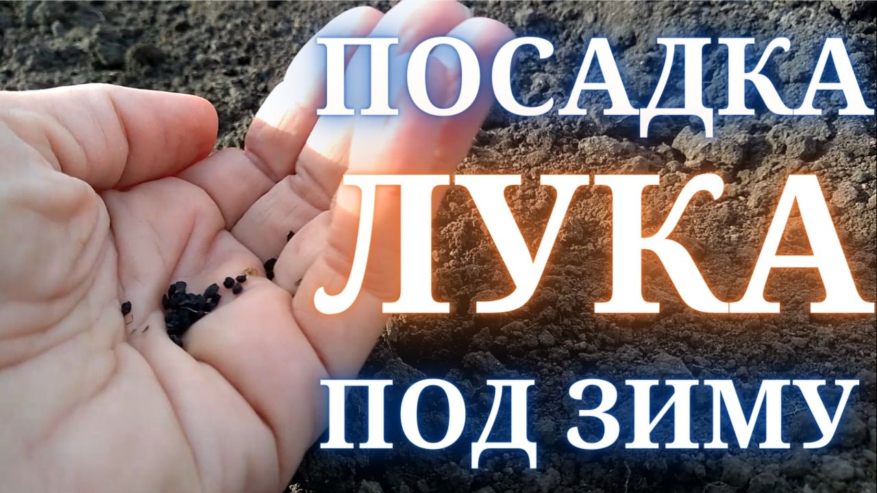 Посадка лука под зиму. Как и когда сажать лук репчатый семенами под зиму