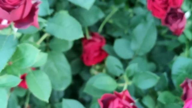 Лучшие и проверенные розы для начинающих розоводов.