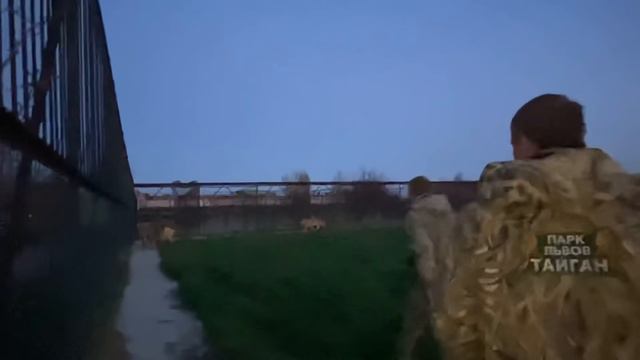 ТАК НЕ БЫВАЕТ! Человек разнимает десяток ДЕРУЩИХСЯ ЛЬВОВ!