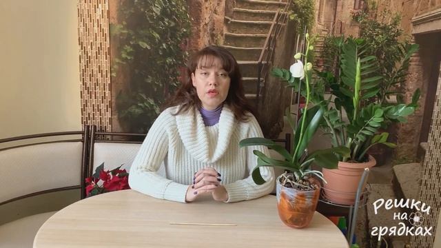 Мучнистый червец - злостный вредитель комнатных растений! Как избавиться от мучнистого червеца