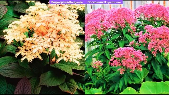 САМЫЕ КРАСИВЫЕ ВЫСОКИЕ ЦВЕТЫ для Живой Изгороди, Забора и Заднего Плана