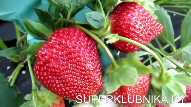 Клубника сорт Флер 2018 с очень сладкой и вкусной ягодой.