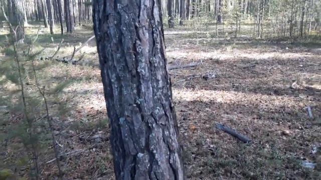 Ориентирование в лесу. Нужен ли компас в 21 веке?