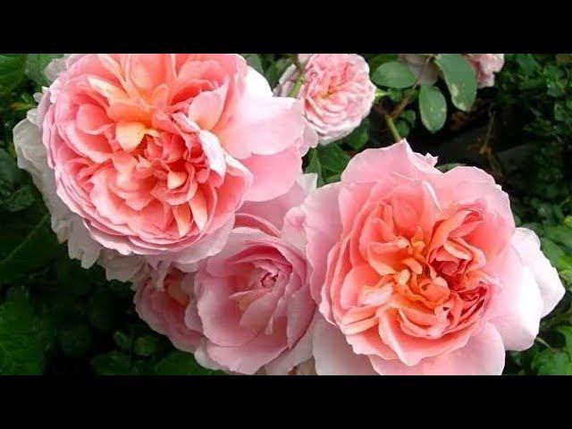 Роза Dames de Shenonceau (Дам де Шенонсо) Delbard 2002.