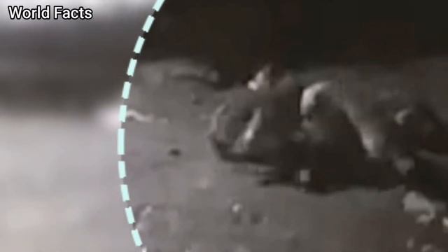 Волкодав против Волка - реальная битва. Волк VS собака - кто сильнее?! ?
