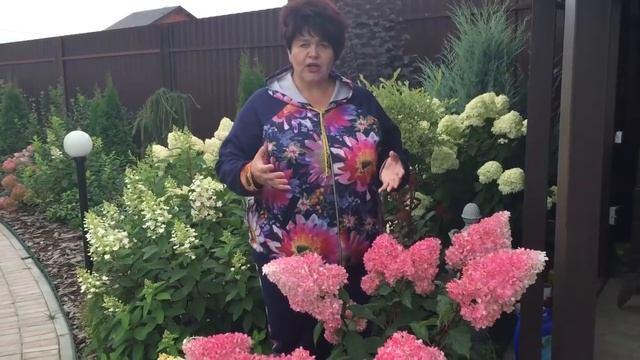 Гортензия метельчатая.