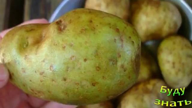Обычная картошка вылечит пяточную шпору?!