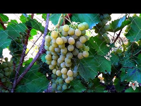Сорта Винограда Цитронный Магарача