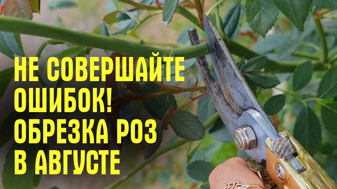 Не совершайте ОШИБОК! Как ОБРЕЗАТЬ РОЗЫ В АВГУСТЕ
