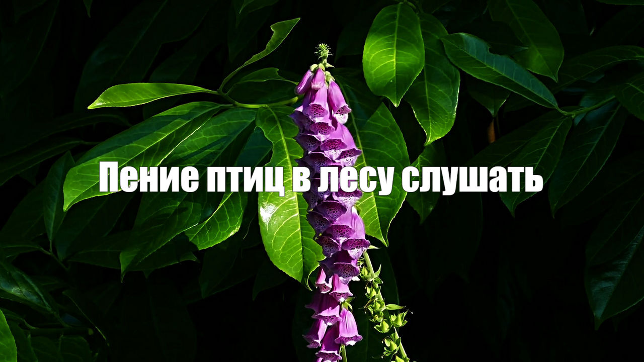 Пение птиц в лесу для расслабления и отдыха