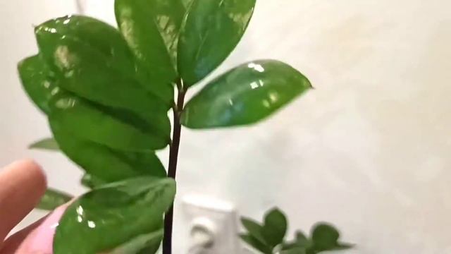 ЩИТОВКА НА КОМНАТНЫХ РАСТЕНИЯХ Как избавиться от щитовки без химии натурально
