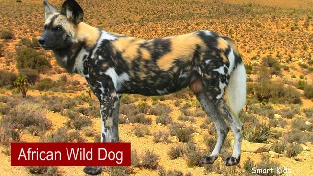 Learn African animals | Learn Names and Sounds of animals for Toddlers