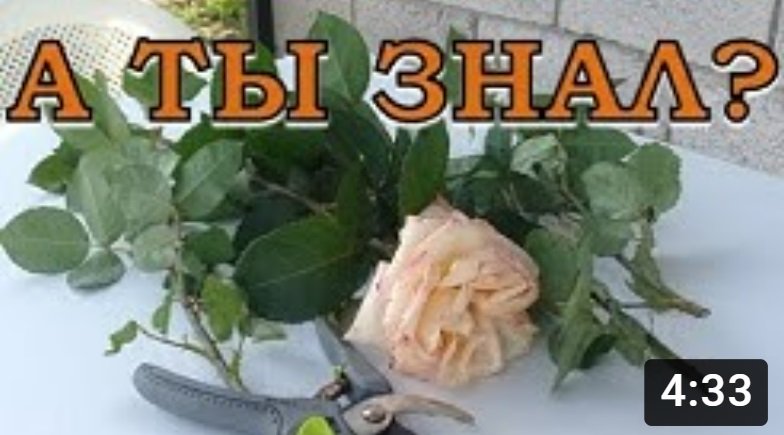 Как укоренить САДОВЫЕ РОЗЫ? Пошаговая инструкция???