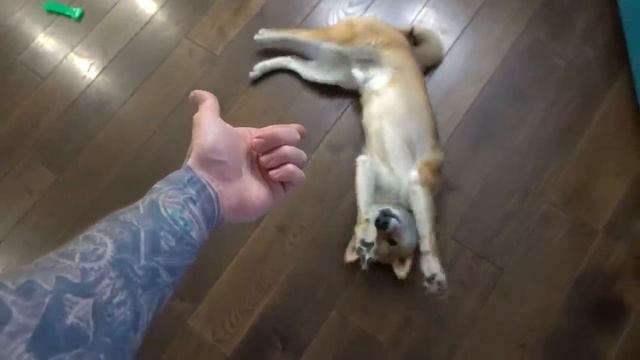 МОЯ СОБАКА УЧИТ НОВЫЕ КОМАНДЫ!