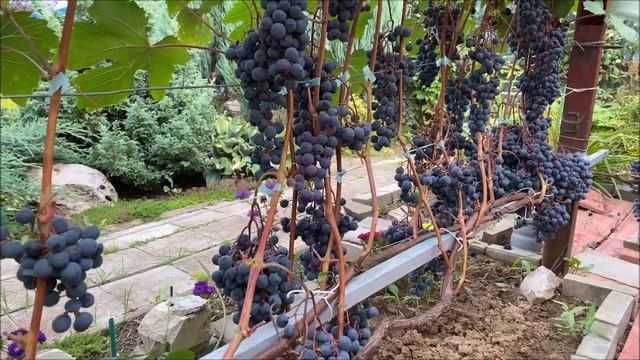 Виноград Загадка Шарова в северном Подмосковье или виноград категории Must Have для северян.