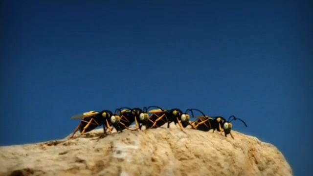 Мультики про насекомых