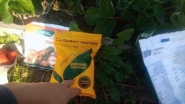 Чем подкормить клубнику осенью.Клубника в сентябре