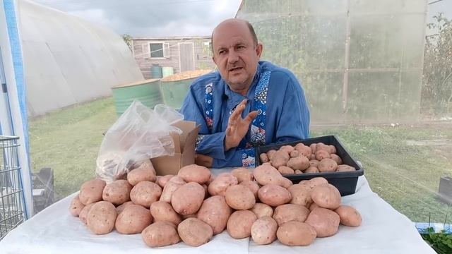 Подробно о Картофеле САРПО МИРА! Сорт полностью Устойчив к ФИТОФТОРЕ! Характеристики, Урожайность