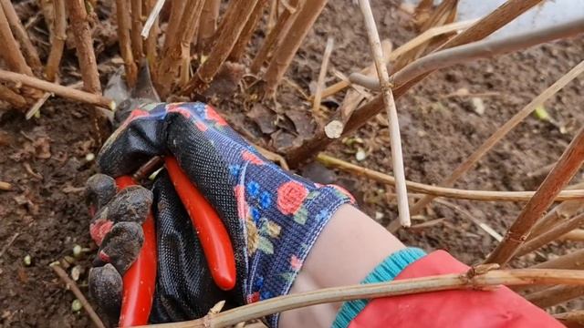 ХОТИТЕ МАКСИМАЛЬНО КРУПНЫЕ ЦВЕТЫ? Показываю как ПРАВИЛЬНО обрезать ДРЕВОВИДНУЮ ГОРТЕНЗИЮ весной!