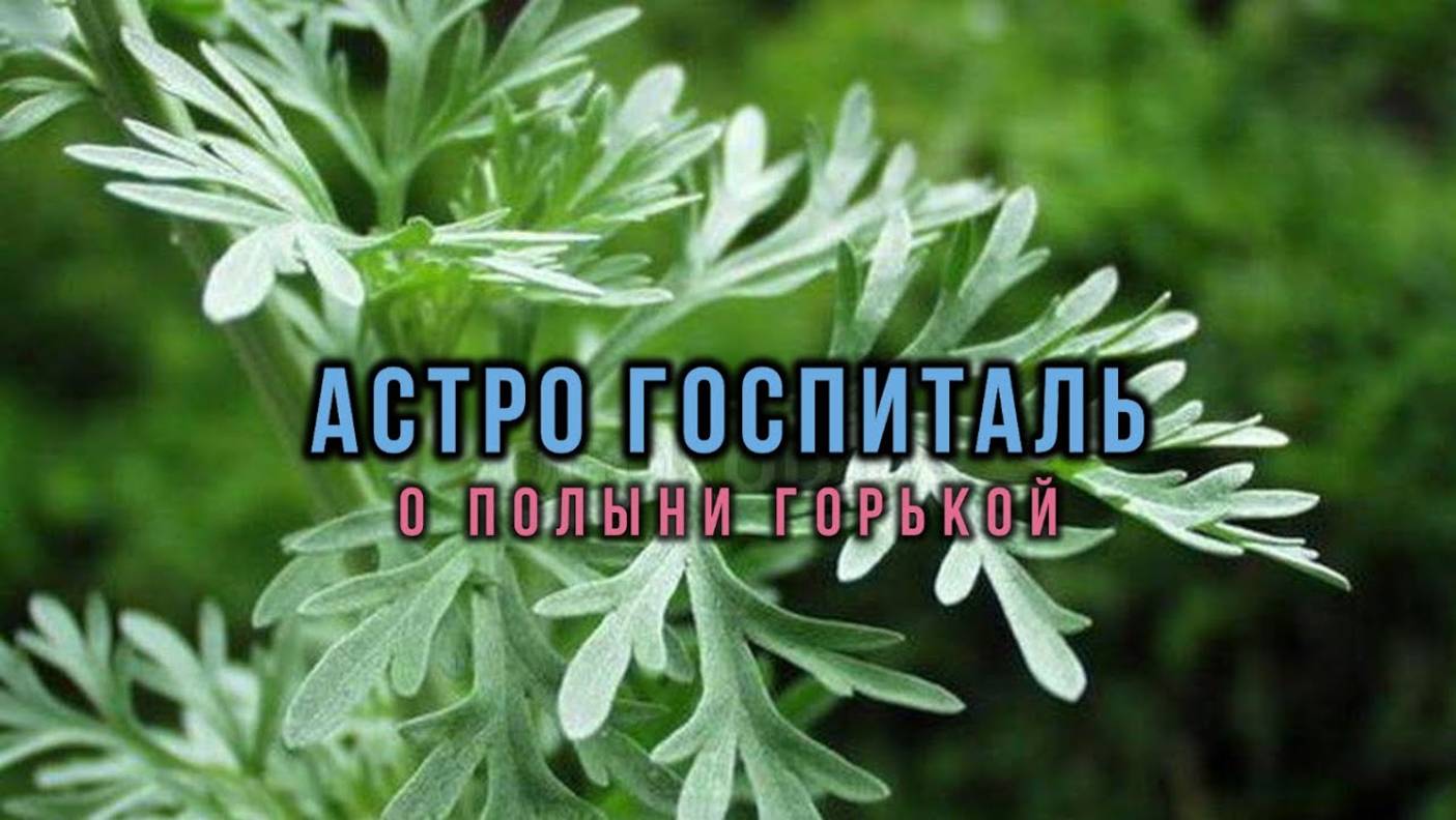 АСТРО ГОСПИТАЛЬ: О ПОЛЫНИ ГОРЬКОЙ