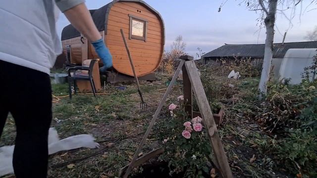 Как укрывать розу на зиму в Сибири.