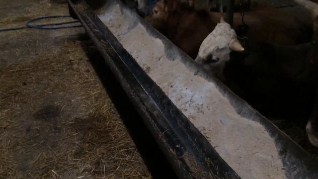 Как Правильно кормить бычком и какие корм надо давать и какие витамины Сделать чтобы хорошо набрал