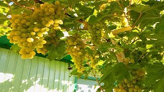 Обработка винограда содой во время созревания результат.Профилактика винограда от болезней.