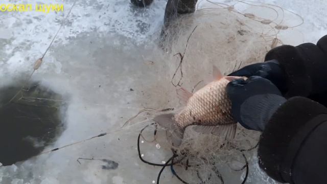 Зимняя рыбалка сетями. Карась. Белорыбица. Подлёдный лов.