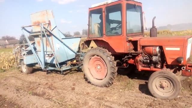 Уборка картофеля, трактором Т 25 ,ГИГАНТСКАЯ КАРТОШКА, Картофелеуборочный комбайн Bolko