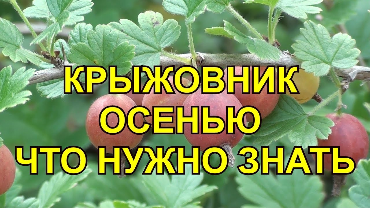 КРЫЖОВНИК ОСЕНЬЮ ЧТО НУЖНО ЗНАТЬ? Чем обработать крыжовник? Как ухаживать за крыжовником?